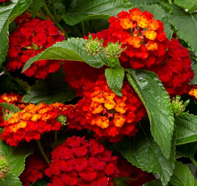 Lantana Camara / Crvena / Sjeme