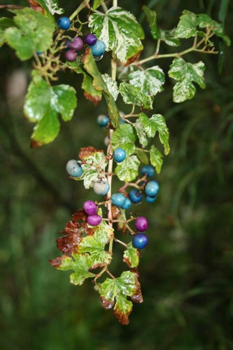 Lozica šarenolisna (Ampelopsis brevipedunculata), sadnice