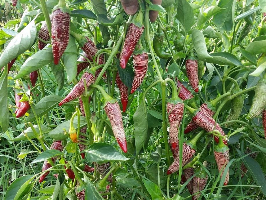 Paprika makedonska vezenka / Stara sorta / Domaće sjeme