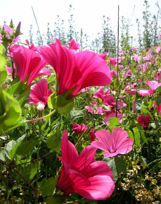 Malope Trifida / Sjeme