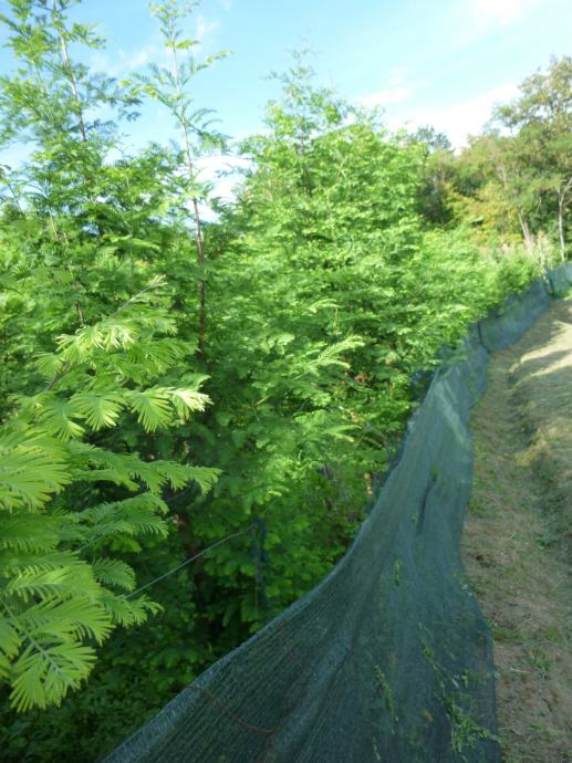 Metasequoia glyptostroboides care