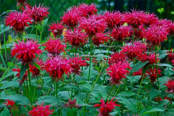 Monarda Fireball / SADNICE