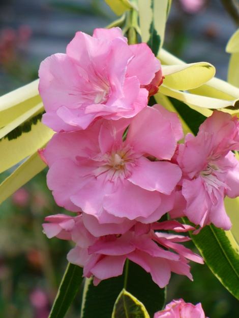 NERIUM-OLEANDER VARIEGATED DOUBLE