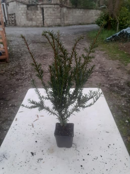 Tisa, Taxus baccata