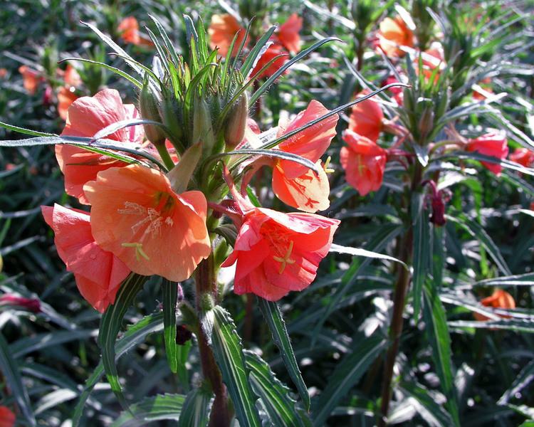 Oenothera Sunset / Sjeme