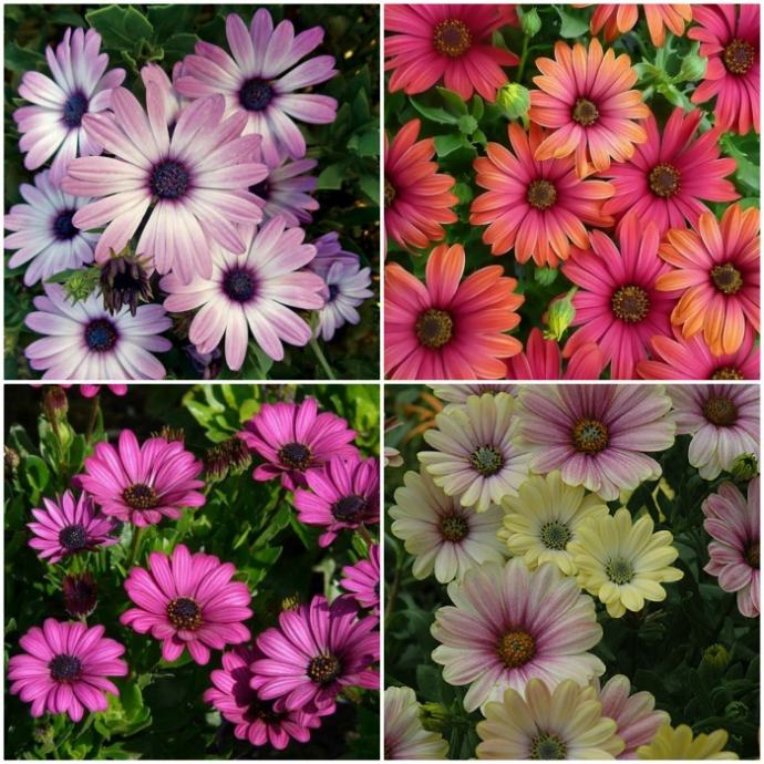 Osteospermum mix / Afrička tratinčica / Sjeme