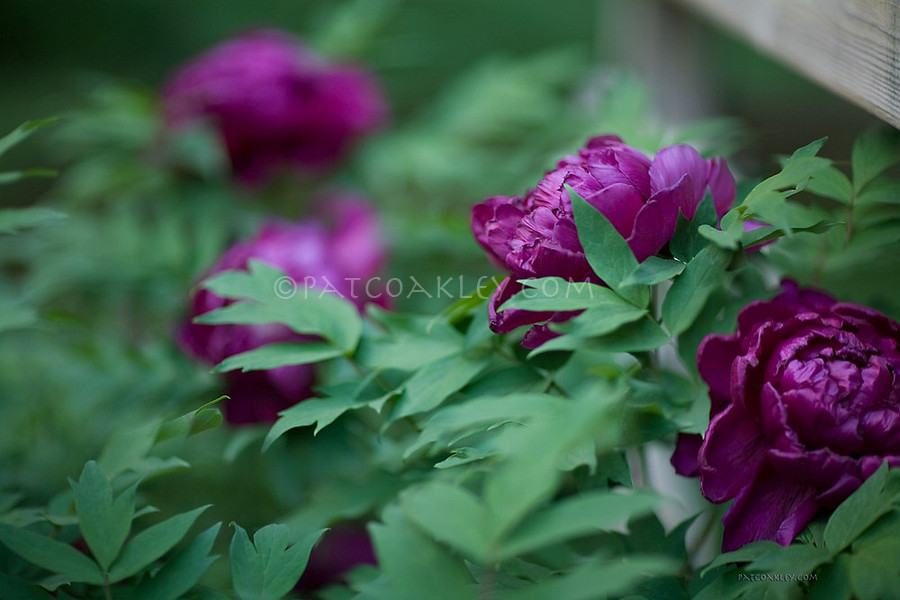 PAEONY SUFFRUTICOSA - PURPLE