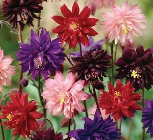 Pakujac, aquilegia, mix