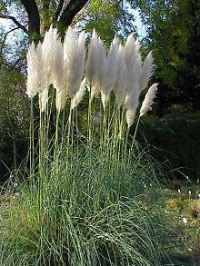 PAMPAS TRAVE BIJELE   BOJE -  8-15eura ovisno o veličini sadnice