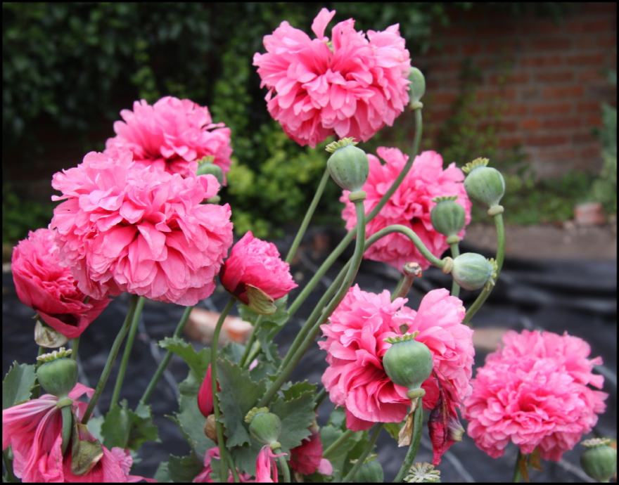 PAPAVER PAEONIFLORUM - OPIUM POPY