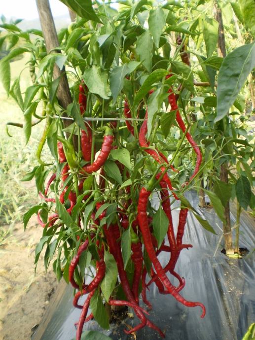 Paprika " Piton" ( slatki feferoni)-sjeme