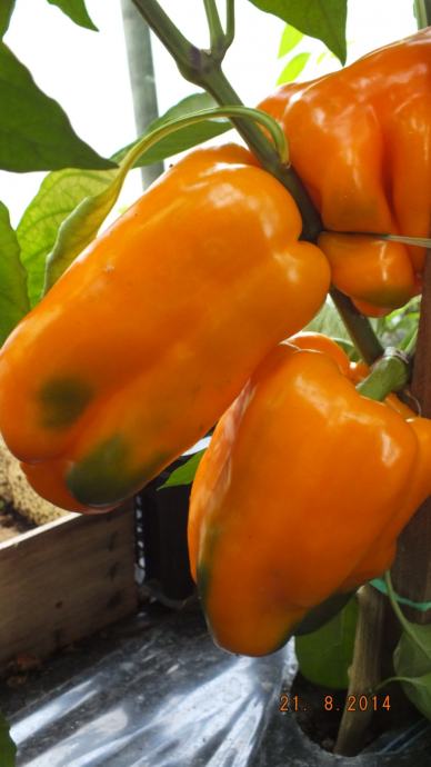 Paprika " Orange bull"- sjeme