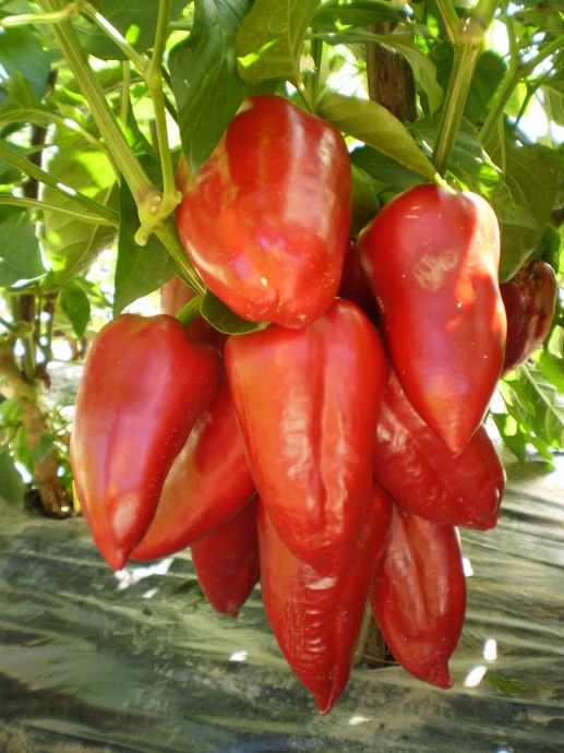 Paprika " Lidija"-sjeme