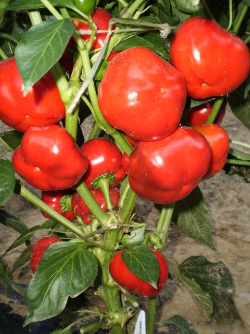 Paprika " Novogogošari" (paradajzarica) - sjeme