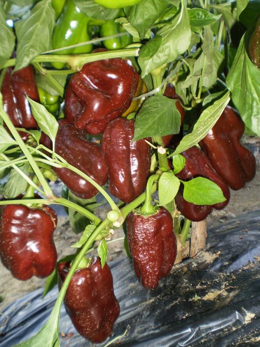 Paprika " Karamela" -sjeme