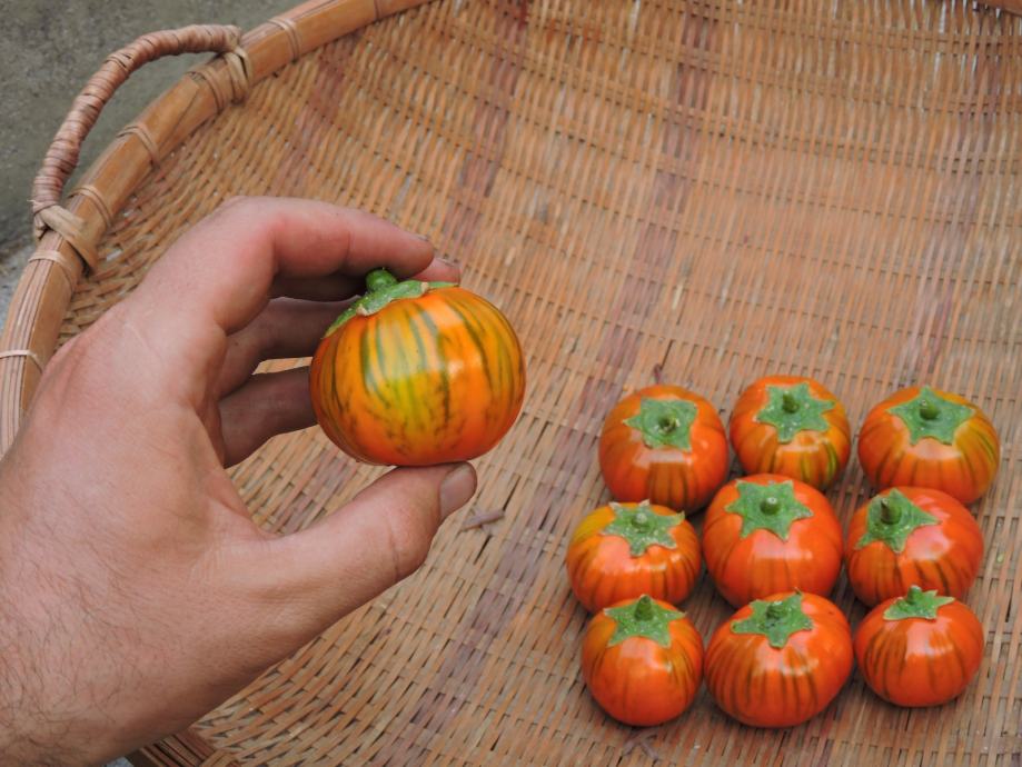 Patliđan / Turkish Orange / Domaće sjeme