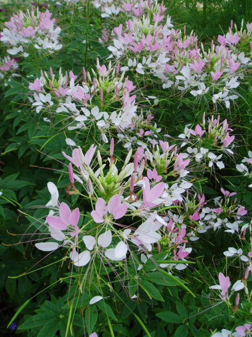 Paukov cvijet / Cleome Blush / Sjeme