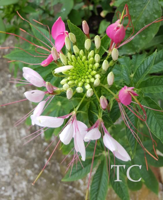 Paukov cvijet - cleome spinosa roza - sjeme