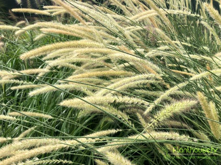 Pennisetum / African / Tail feathers / SADNICE