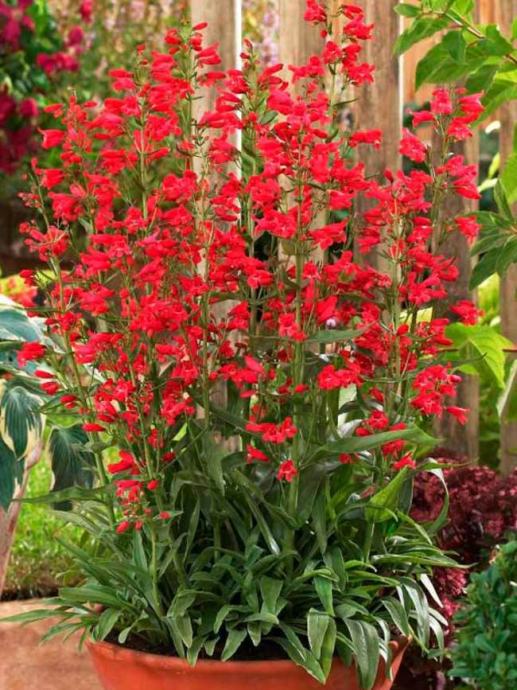 Penstemon Jingle Bells / SADNICE