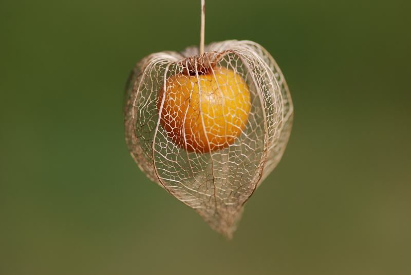 Peruanska jagoda (Physalis peruviana),100 sjemenki