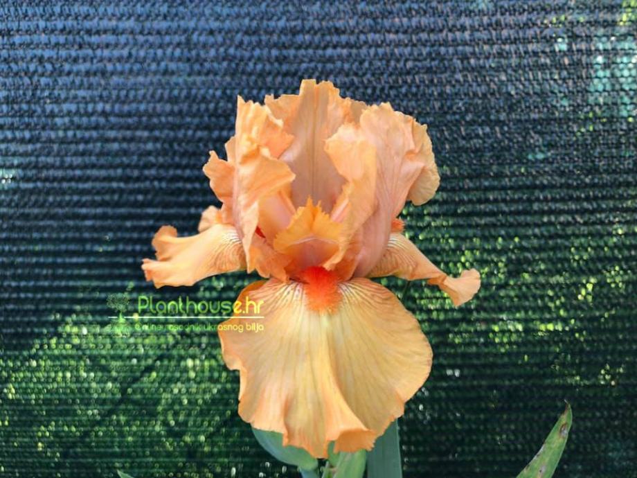 Perunika Iris Germanica Apricot Silk Sadnice