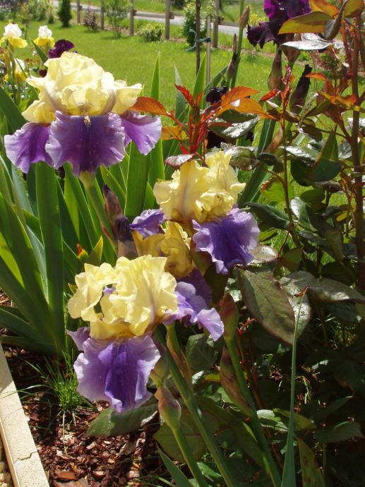 Perunika - Iris germanica Edith wolford  /  SADNICE