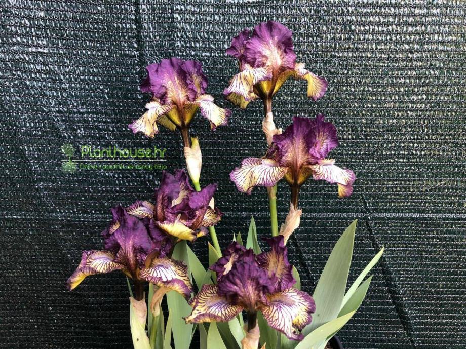 Perunika - Iris germanica Gnu Rayz