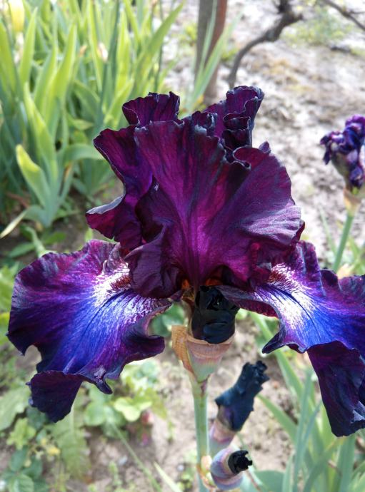 Perunike - Iris - Baltic Star