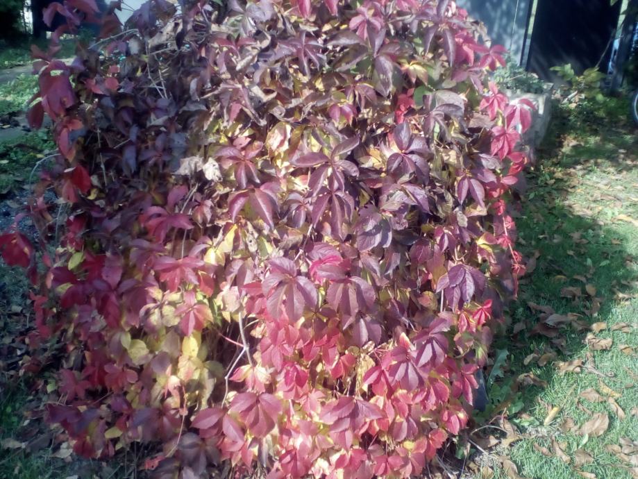 Petoprsta Lozica - Parthenocissus Quinquefolia – Penjačica