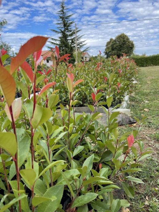 PHOTINIA (FOTINIJA) RED ROBIN SADNICE - ISTRA, PAZIN