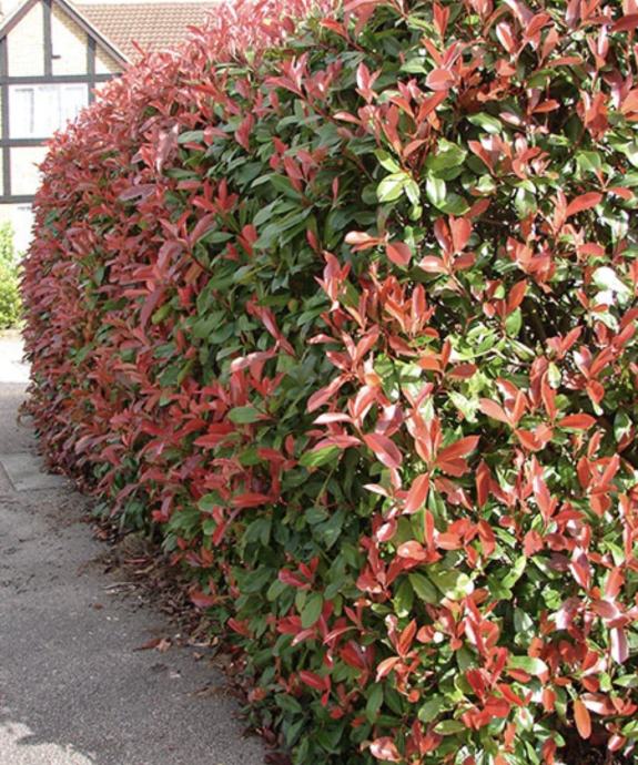 Photinia (fotinija) "Red Robin"