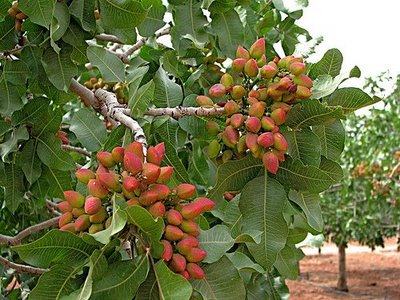 PISTACIA VERA