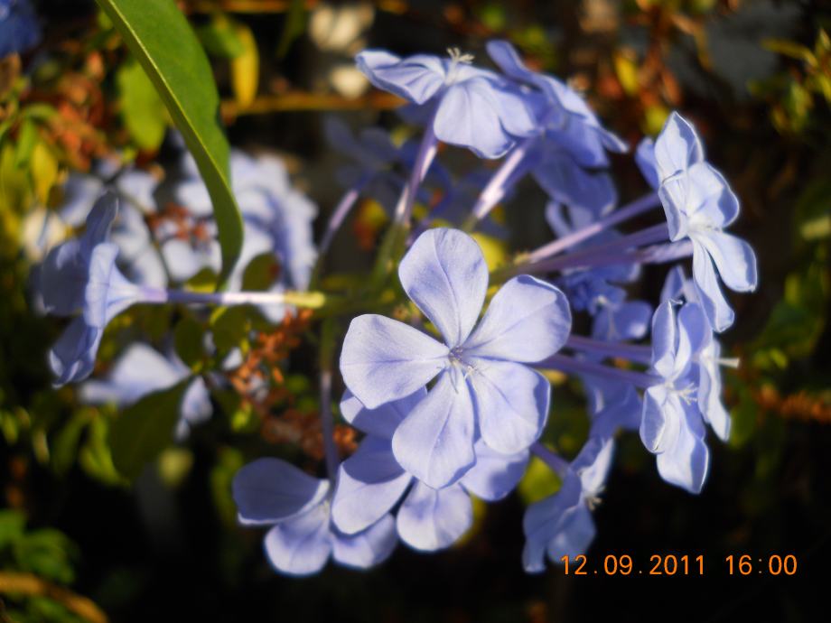 PLUMBAGO CAPENSIS, vrnjemil afrički