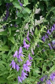 Poljska zvončika, campanula rapunculoides