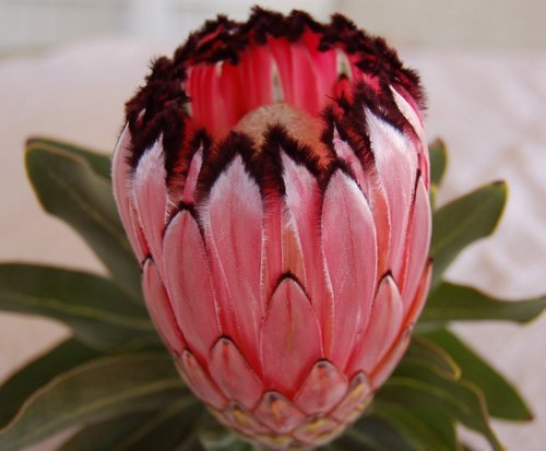 PROTEA NERIFOLIA  5 sjemenki