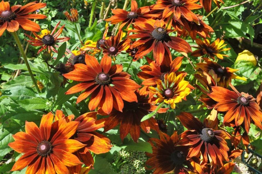 rudbeckia autumn colors