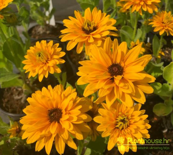 Rudbeckia / Maya / Sjeme