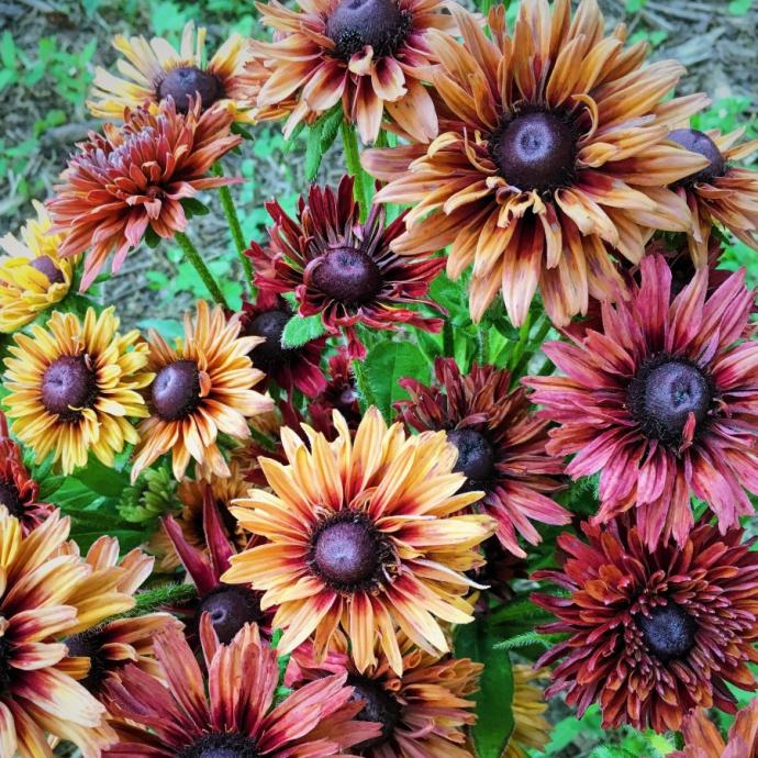 Rudbeckia mix / SADNICE