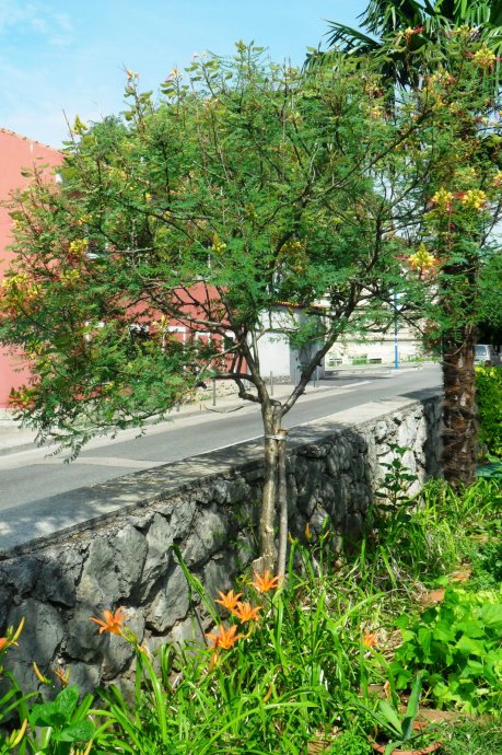 CAESALPINIA GILLIESII - POINICJANA (ŽUTA RAJSKA PTICA) - SADNICE