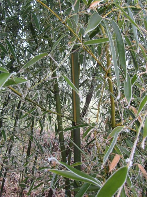 Sadnice bambusa Phyllostachys aureosulcata var. McClure