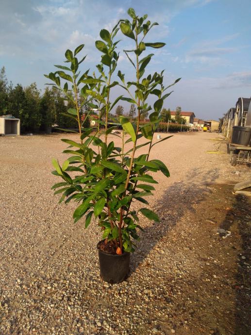 AKCIJA Sadnice crvena živica -  , Photinia Red Robin0.80- 1.50m visine