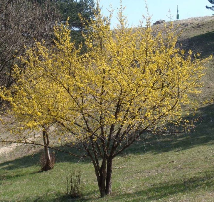 Sadnice drijen - cornus mas