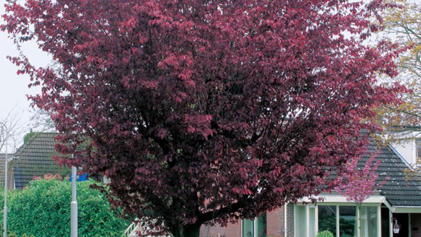 Sadnice japanske ukrasne šljive (Prunus cerasifera)