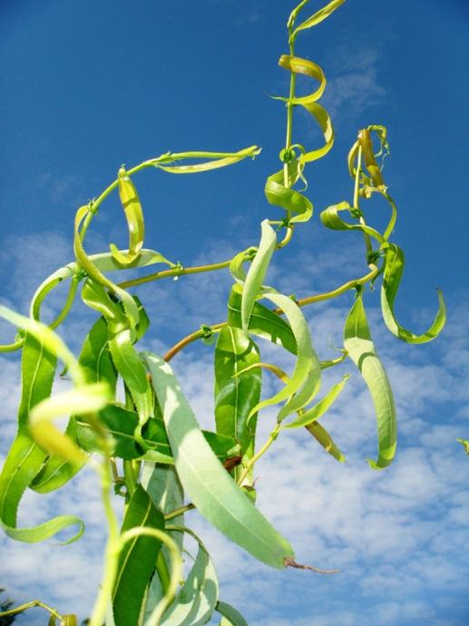 SALIX MATSUDANA "Tortuosa" - kovrčava vrba - AKCIJA -30 %