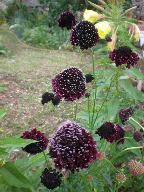 Scabiosa Atropurpurea