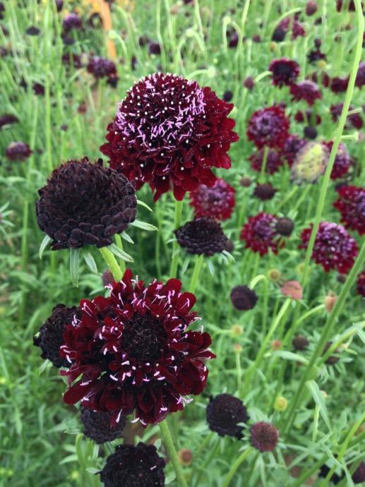 Scabiosa / Black Knight / Leptirov cvijet / Sjeme