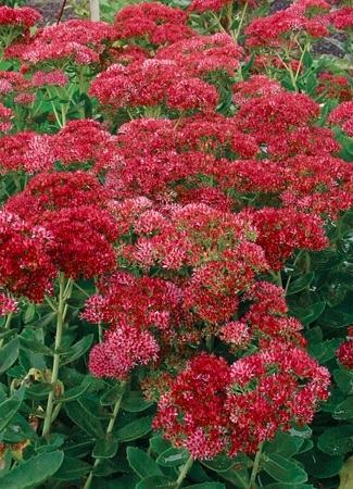 Sedum Spectabile / Autumn fire / Sjeme