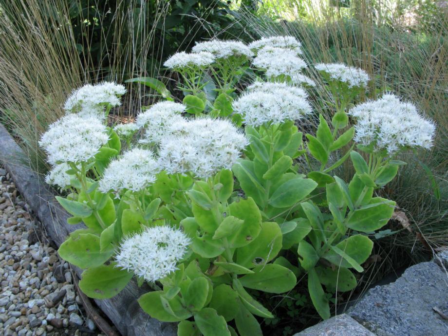 Sedum spectabile / Iceberg / SADNICE