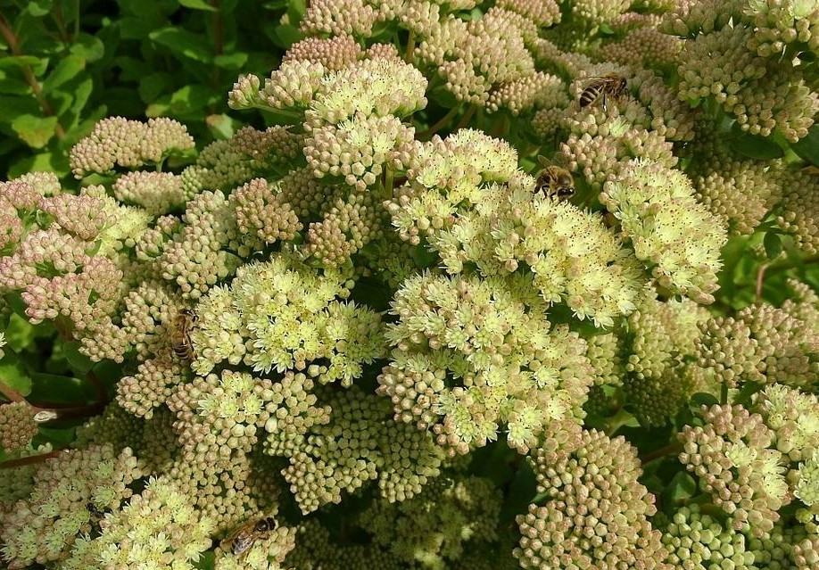 Sedum Telephium Maximum / SADNICE